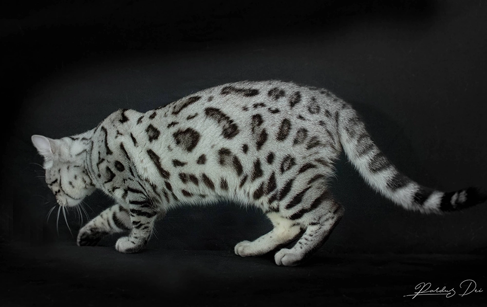 chat bengal